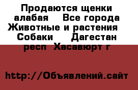 Продаются щенки алабая  - Все города Животные и растения » Собаки   . Дагестан респ.,Хасавюрт г.